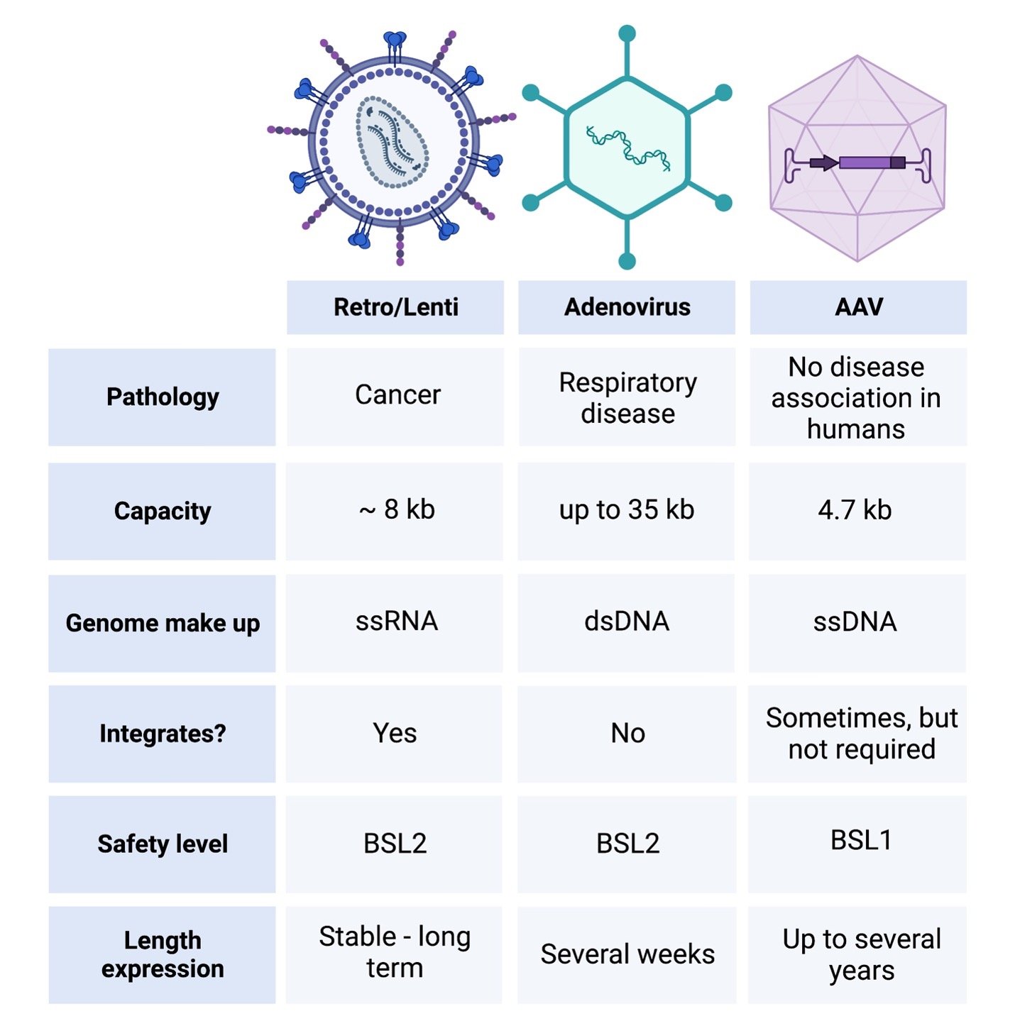 Viral Vectors 101 Types Of Viruses